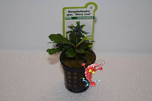 dennerle-plants-potted-plants-bucephalandra-pygmaea-bukit-kelam-pot image 6