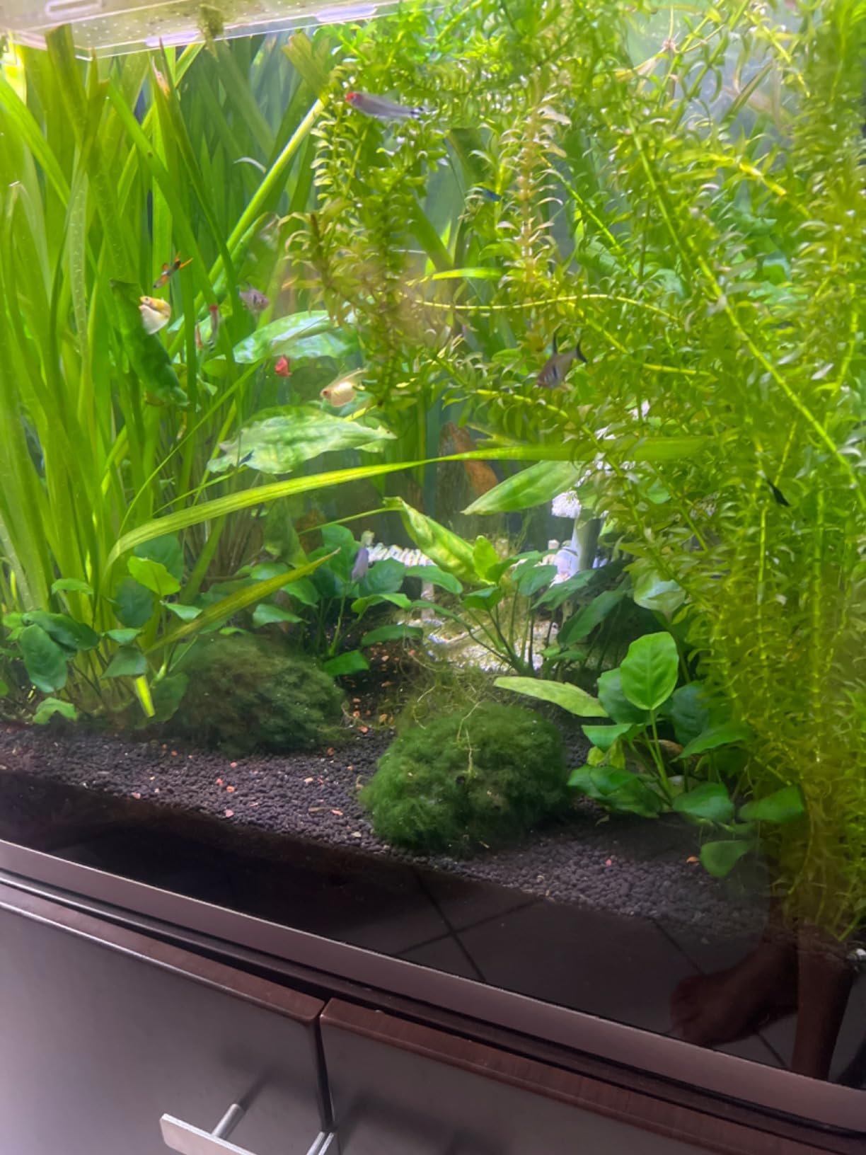 Plantes en forme
