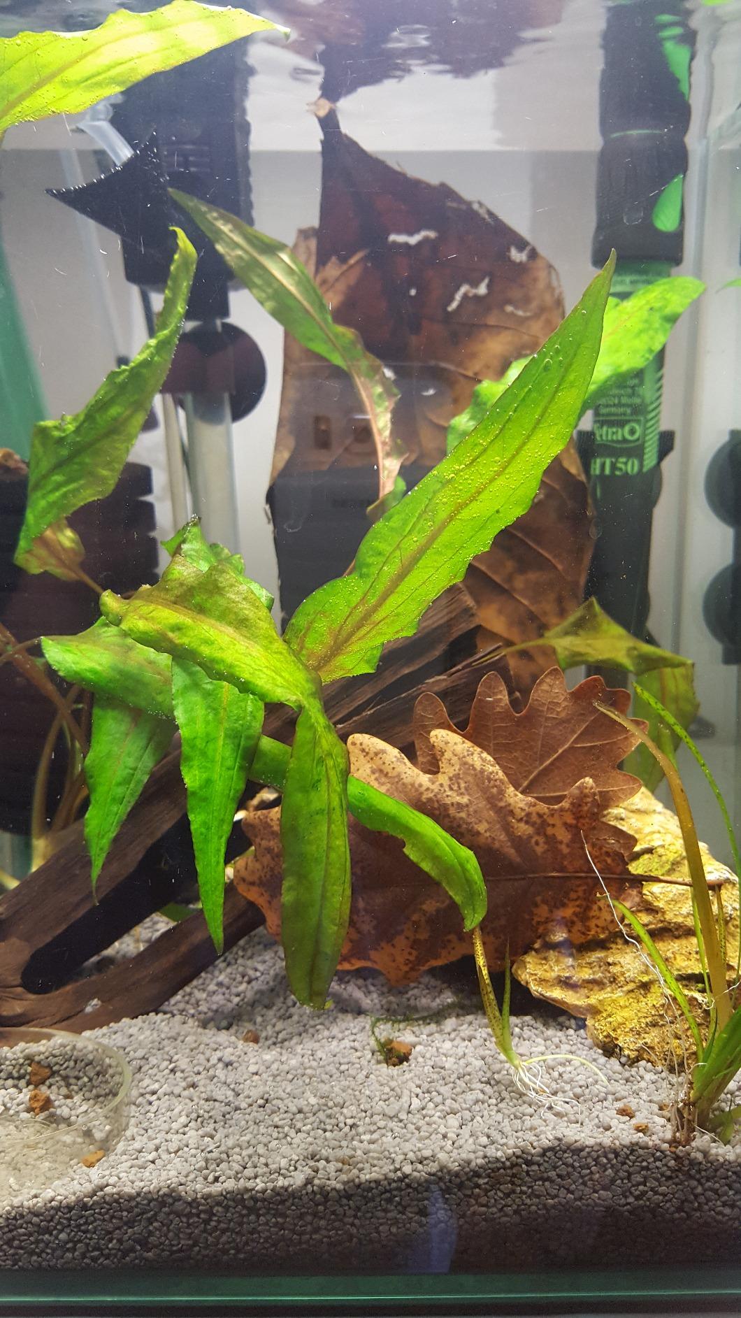 Grain fin