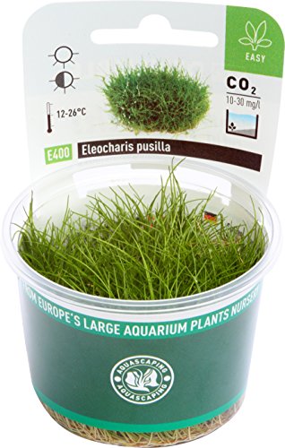 dennerle-plant-it-l-ocharis-nain-plante-aquarium-in-vitro image 5