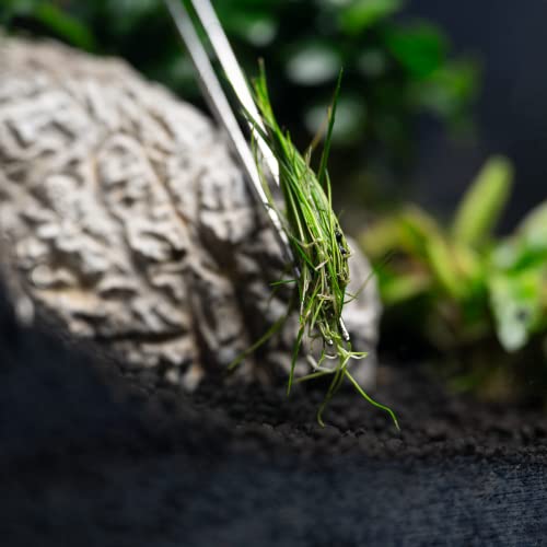 dennerle-plant-tweezer-pince-aquarium-droite-inox image 8
