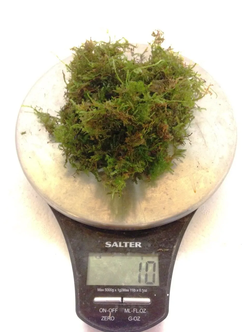 dennerle-plants-mousse-de-java-aquarium-30-g image 1