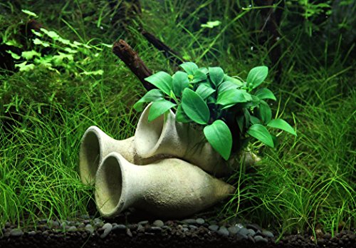 dennerle-decoration-anubias-nana-bonsai-plante-aquarium-amphores-10-cm image 4