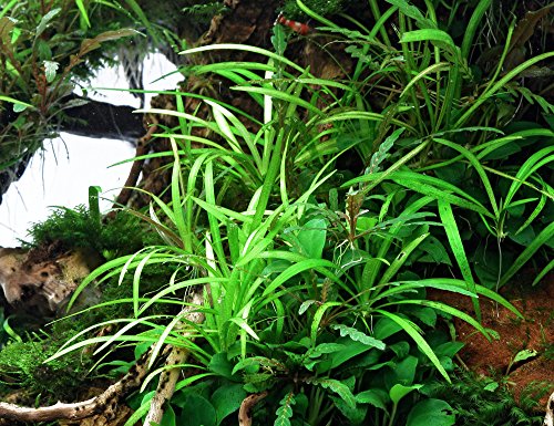 dennerle-plantit-helanthium-tenellum-plante-aquarium-in-vitro image 6