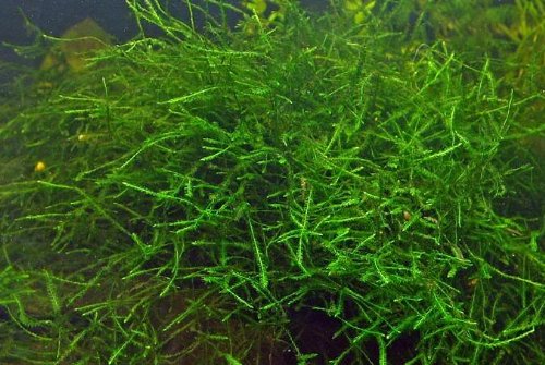 dennerle-plants-mousse-de-java-aquarium-30-g image 2