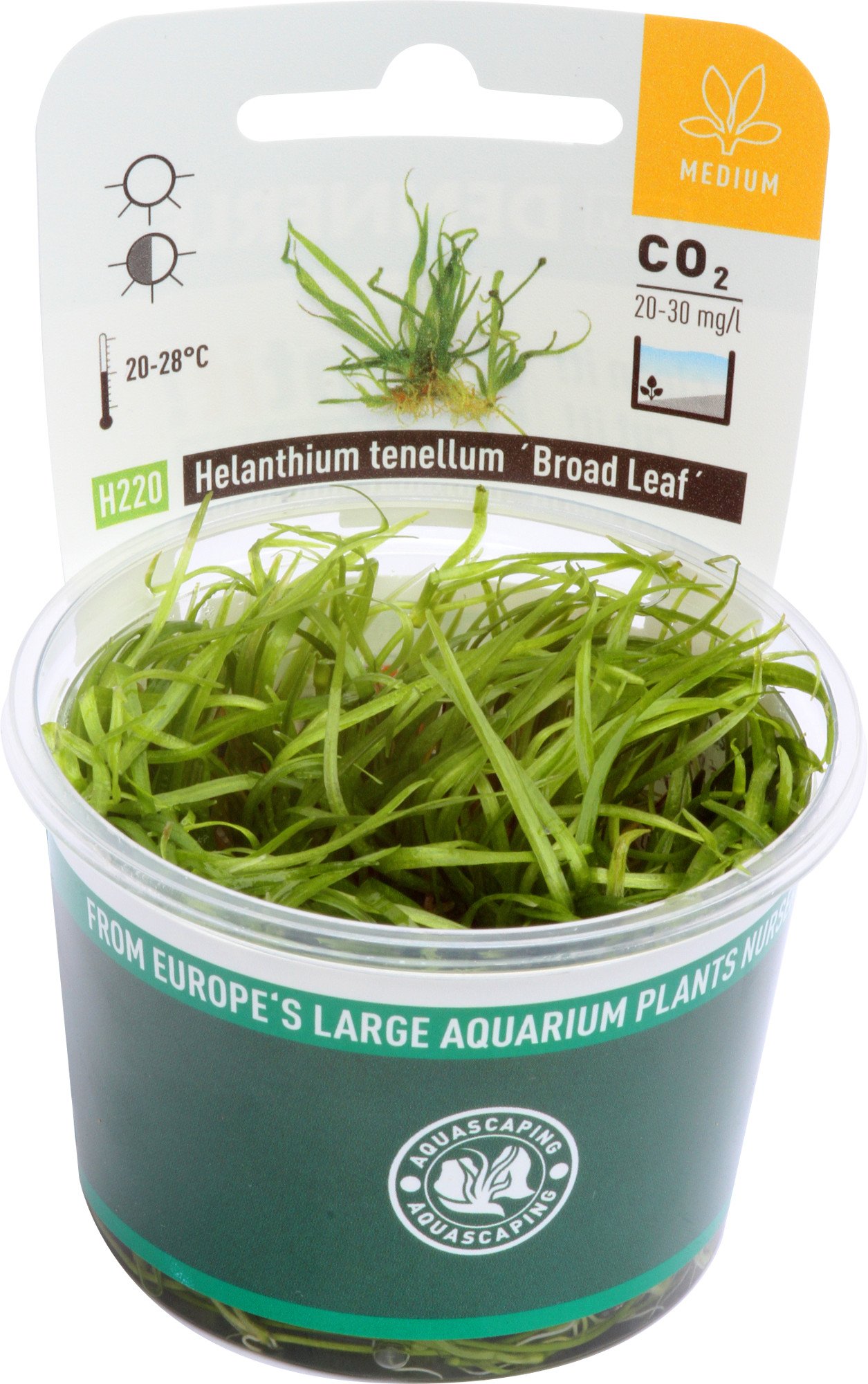 dennerle-plantit-helanthium-tenellum-plante-aquarium-in-vitro image 1