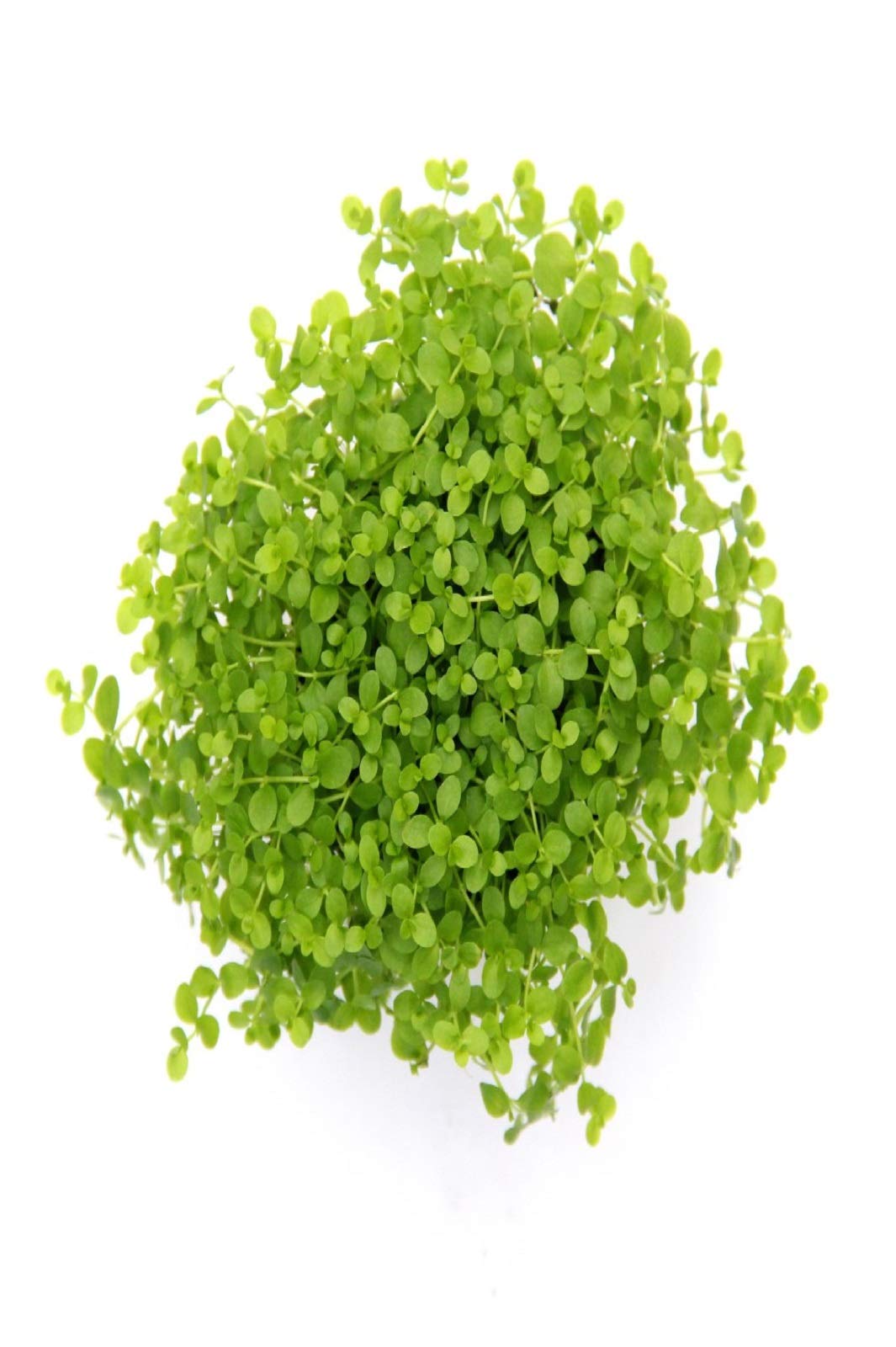 dennerle-plantit-micranthemum-monte-carlo-plante-aquarium image 1