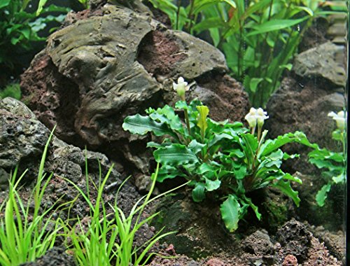 dennerle-plants-potted-plants-bucephalandra-pygmaea-bukit-kelam-pot image 8