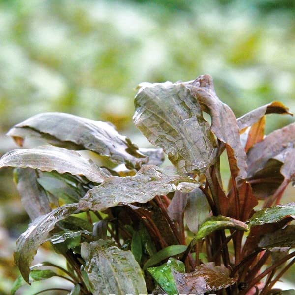 dennerle-cryptocoryne-beckettii-plante-en-pot-20-cm image 1