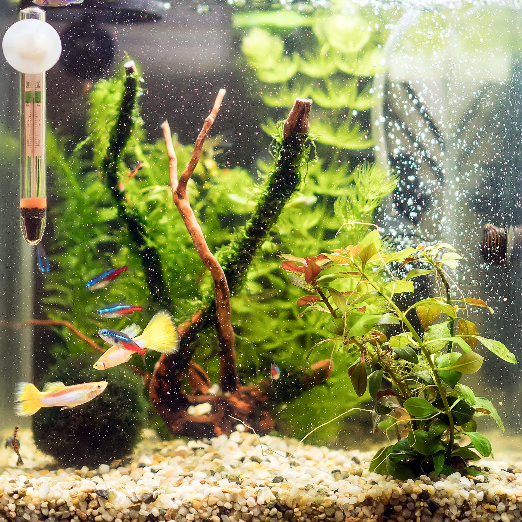 sunsun-wdj-02-thermom-tre-aquarium-verre-flottant-ventouse image 3