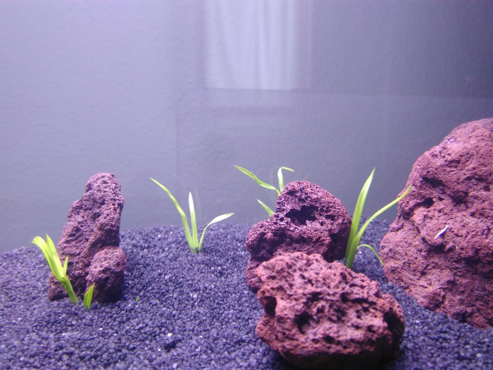 Top pour crevettes