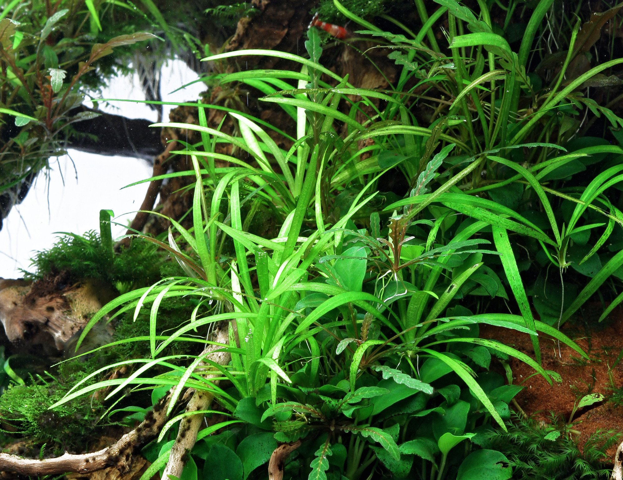 dennerle-plantit-helanthium-tenellum-plante-aquarium-in-vitro image 2