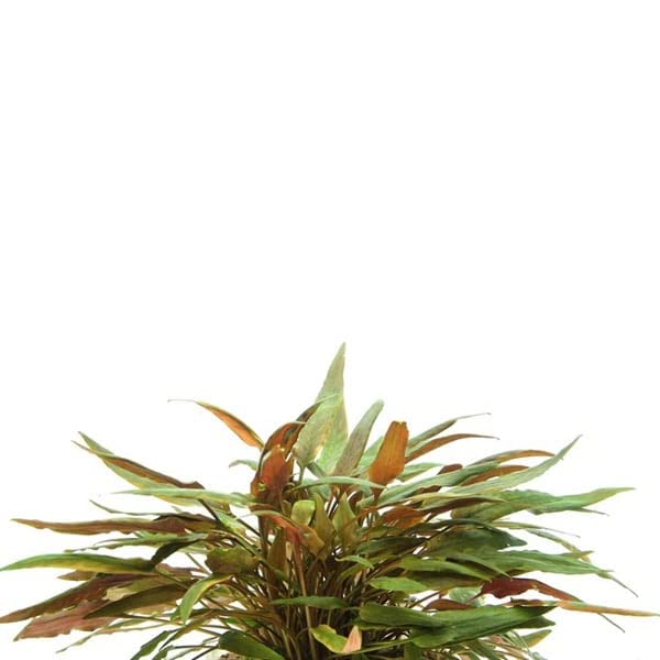 dennerle-cryptocoryne-beckettii-plante-en-pot-20-cm image 2