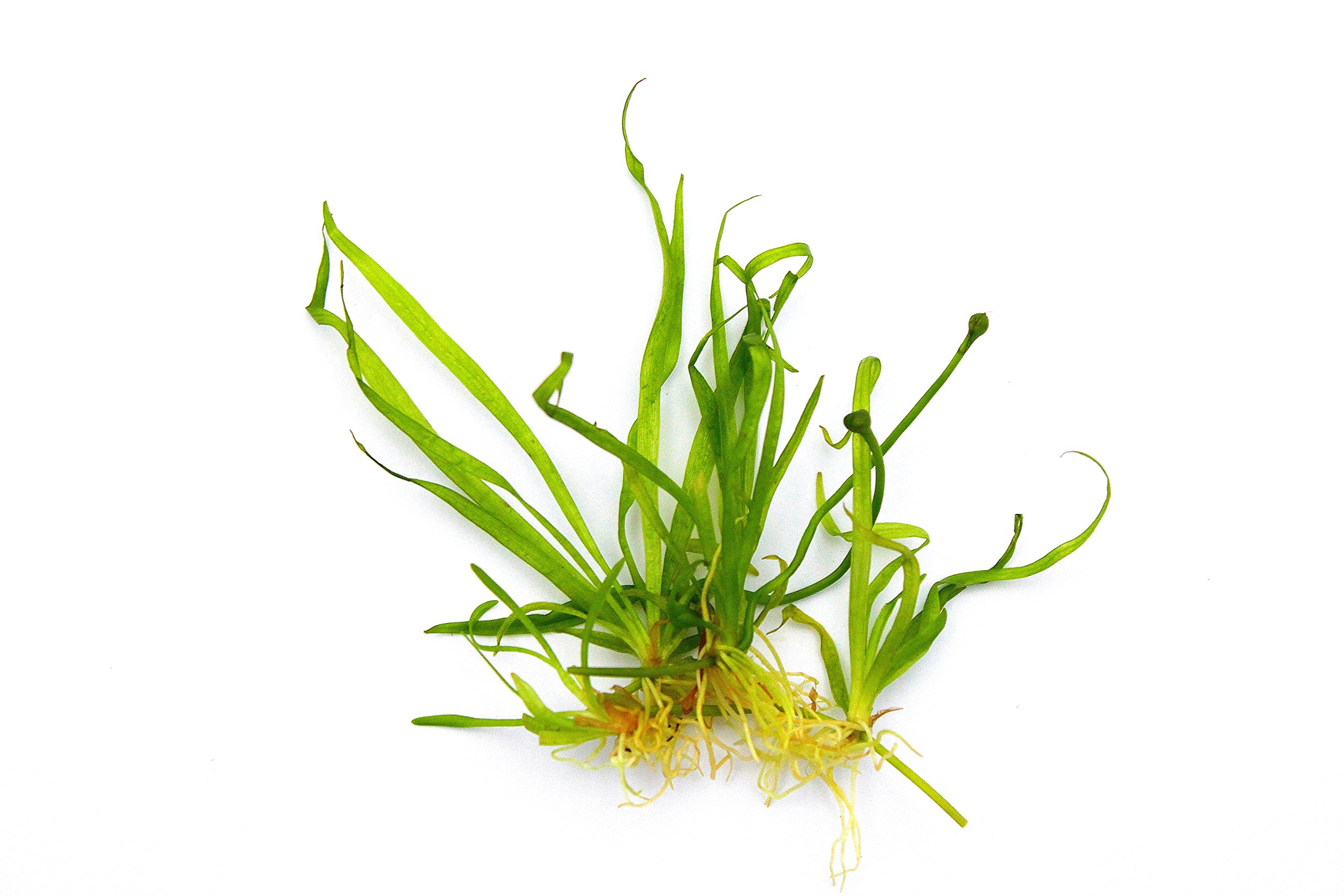 dennerle-plantit-helanthium-tenellum-plante-aquarium-in-vitro image 3