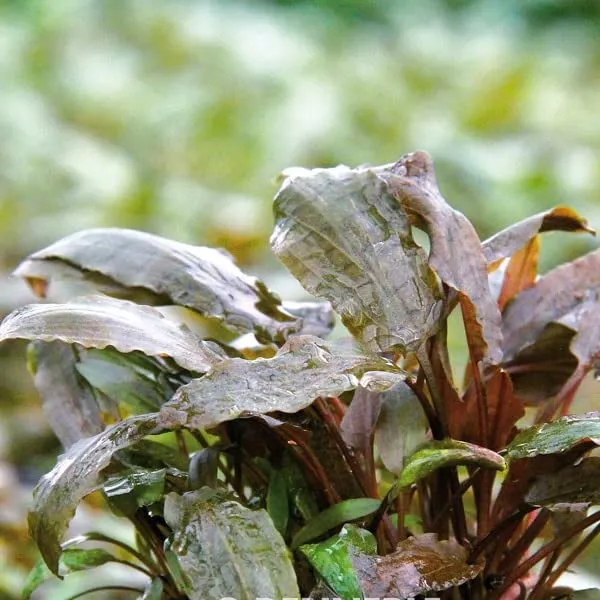 dennerle-cryptocoryne-beckettii-plante-en-pot-20-cm image 1