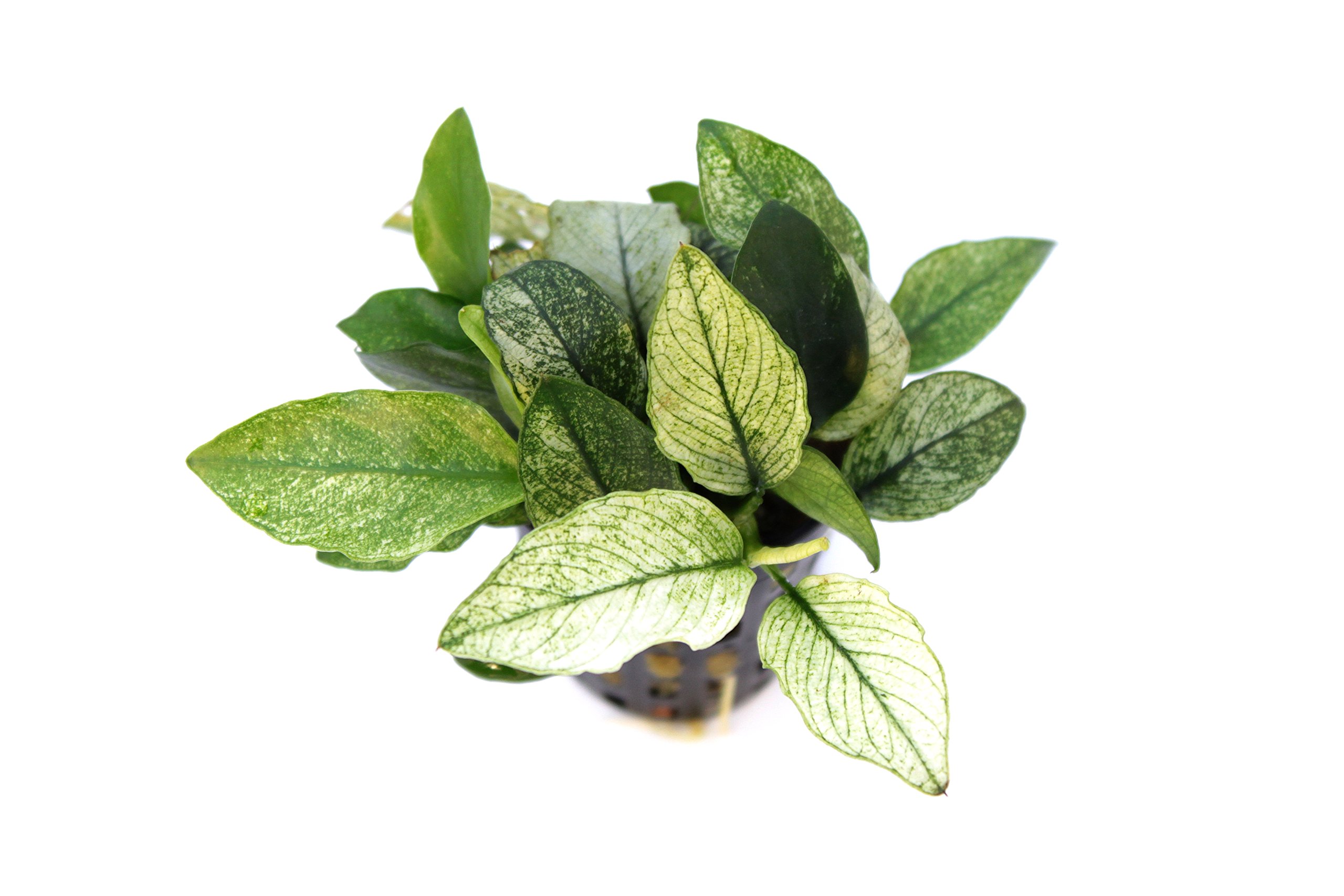 dennerle-anubias-nana-pinto-plante-aquarium-en-pot-crevettes image 1