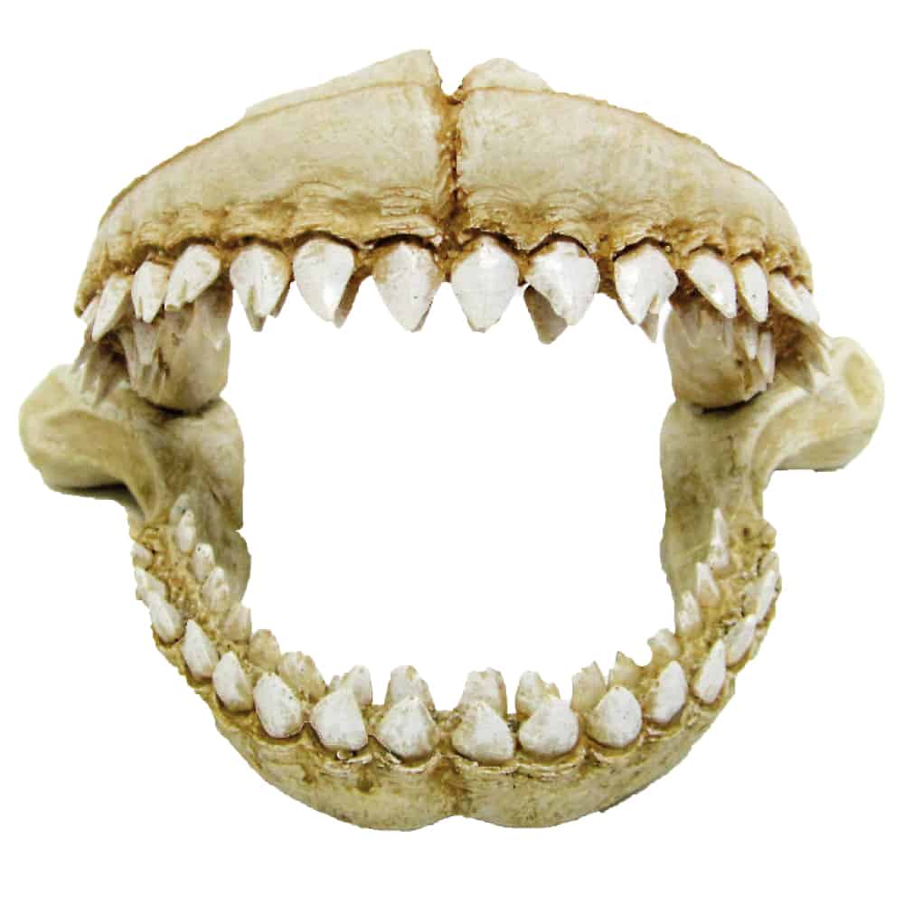 amtra-reef-rock-dents-de-requin-l-d-cor-r-sine-aquarium image 1