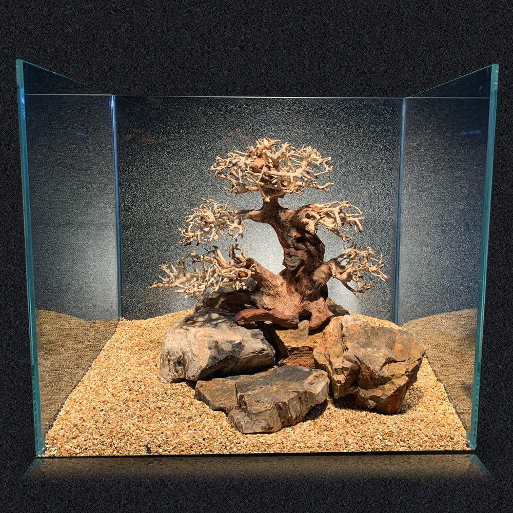 amtra-oriental-wind-4-racine-aquarium-aquascaping image 2