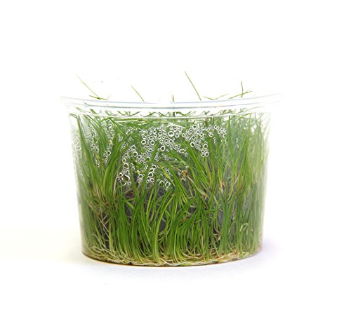 dennerle-plant-it-l-ocharis-nain-plante-aquarium-in-vitro image 7
