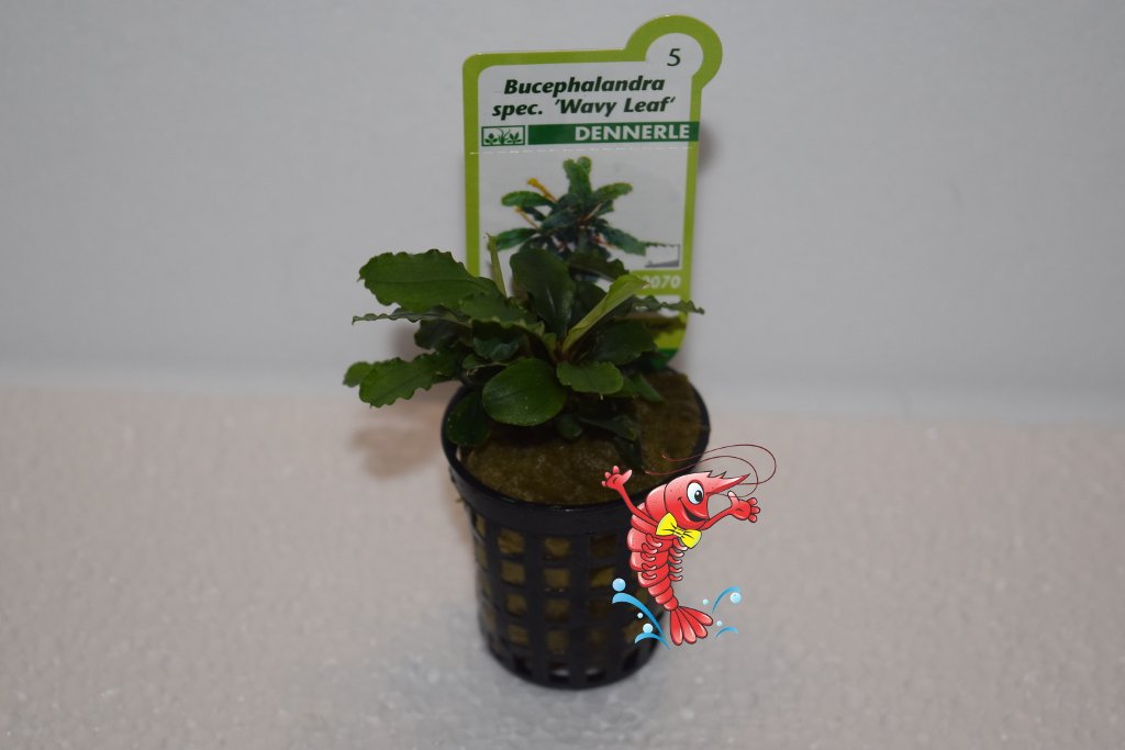 dennerle-plants-potted-plants-bucephalandra-pygmaea-bukit-kelam-pot image 2
