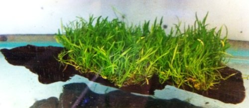 dennerle-plant-pads-lilaeopsis-brasiliensis-18-cm image 2
