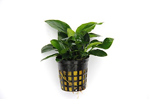 dennerle-anubias-nana-pinto-plante-aquarium-en-pot-crevettes image 4