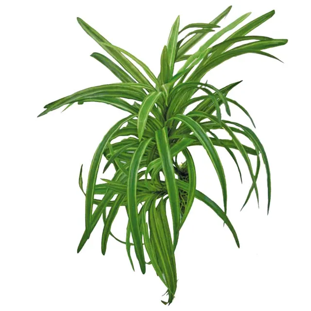 amtra-reef-rock-plant-replica-dracena-25-cm-plante-aquarium image 1