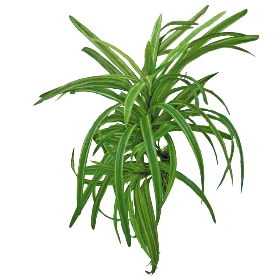 amtra-reef-rock-plant-replica-dracena-25-cm-plante-aquarium image 1