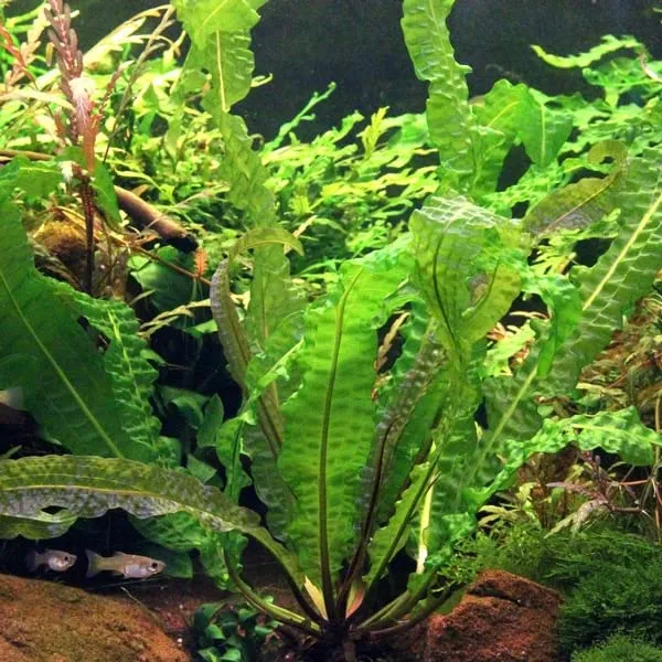 dennerle-aponogeton-boivinianus-bulbe-plante-aquarium image 1