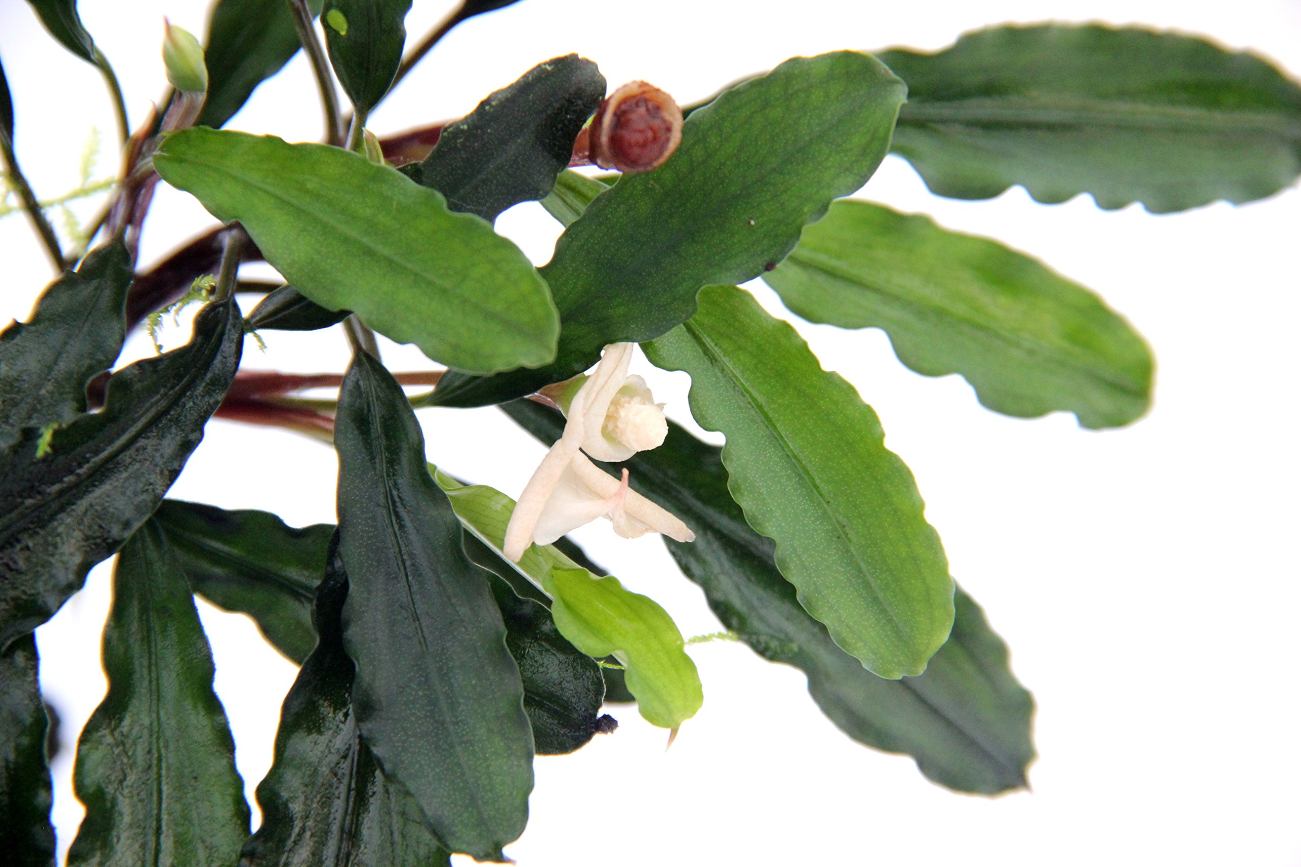 dennerle-plants-potted-plants-bucephalandra-pygmaea-bukit-kelam-pot image 1