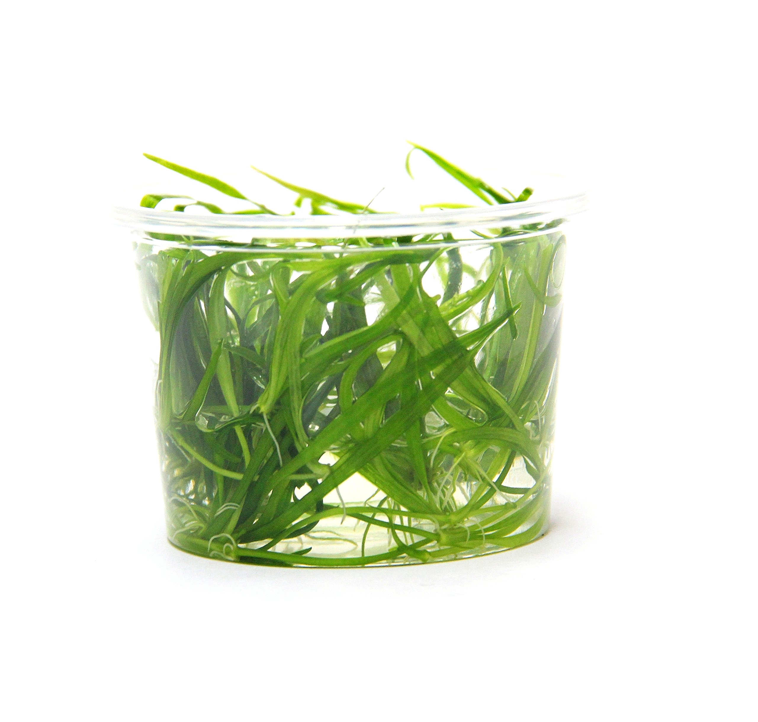 dennerle-plantit-helanthium-tenellum-plante-aquarium-in-vitro image 4