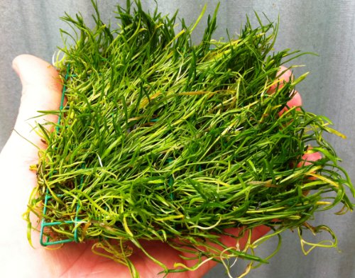 dennerle-plant-pads-lilaeopsis-brasiliensis-plante-aquarium-pad-8x8 image 2
