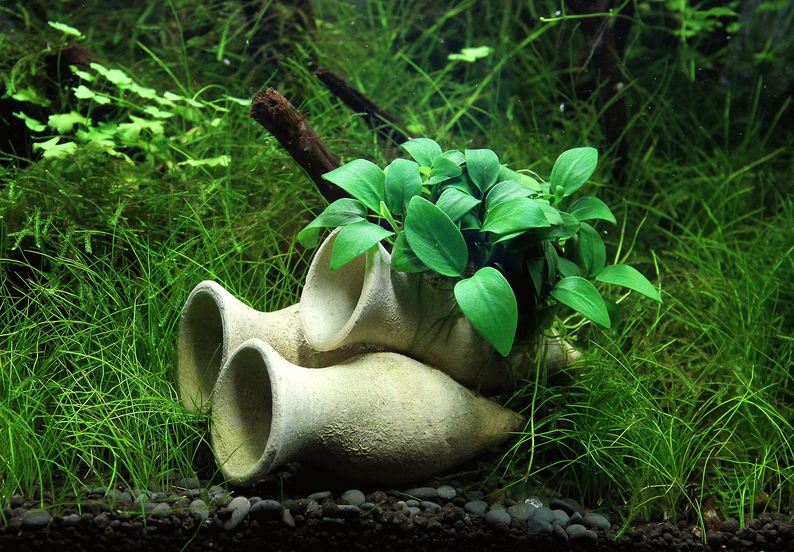 dennerle-decoration-anubias-nana-bonsai-plante-aquarium-amphores-10-cm image 2