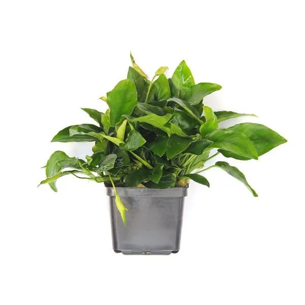 dennerle-anubia-nana-xxl-plante-aquarium-en-pot image 1