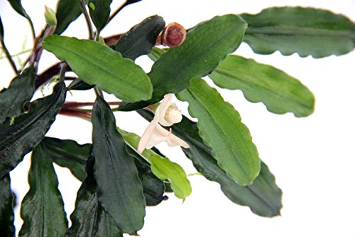 dennerle-plants-potted-plants-bucephalandra-pygmaea-bukit-kelam-pot image 5