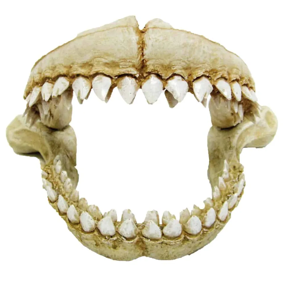 amtra-reef-rock-dents-de-requin-l-d-cor-r-sine-aquarium image 1