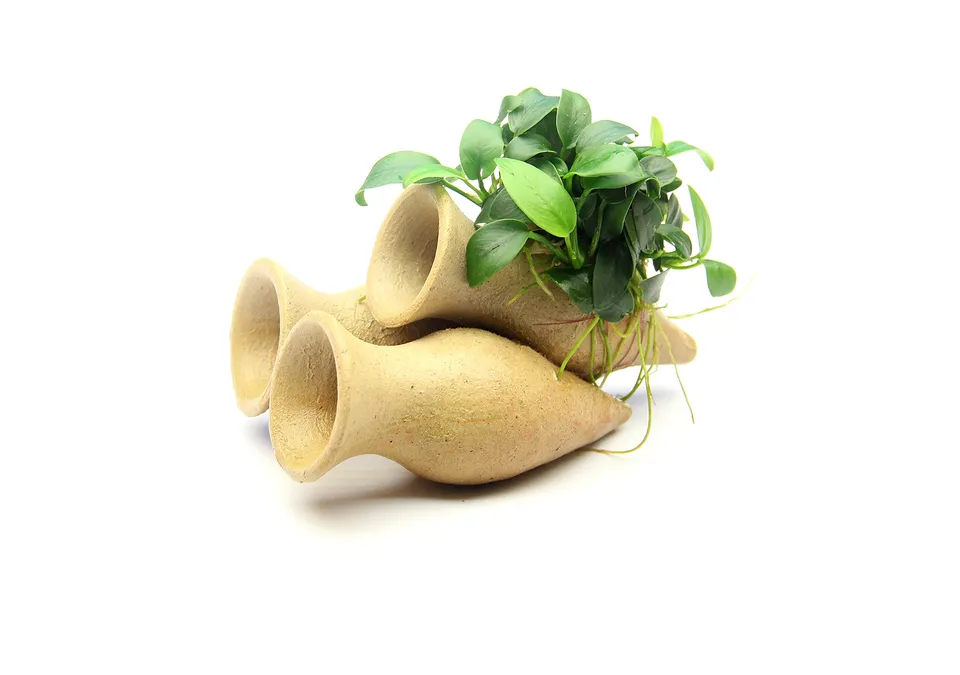 dennerle-decoration-anubias-nana-bonsai-plante-aquarium-amphores-10-cm image 1