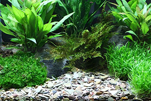 dennerle-naturkies-plantahunter-rio-xingu-mix-gravier image 7