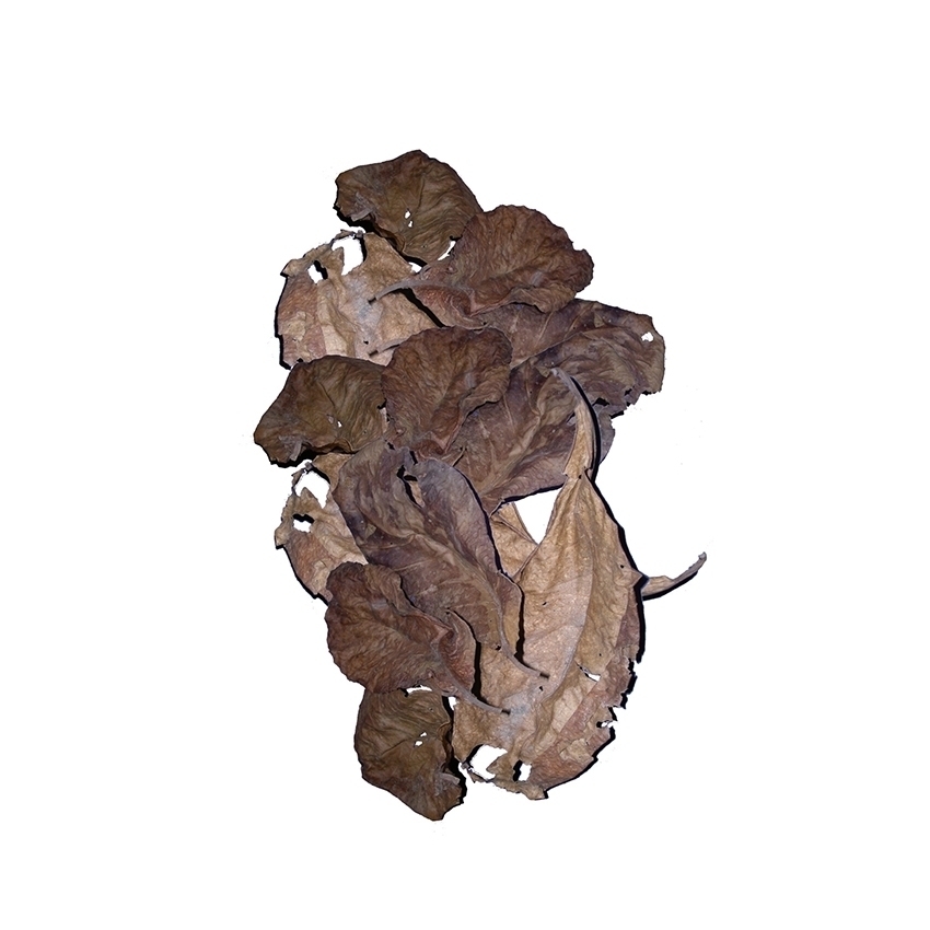amtra-catappa-leaves-30-feuilles-aquarium-eau-douce image 3