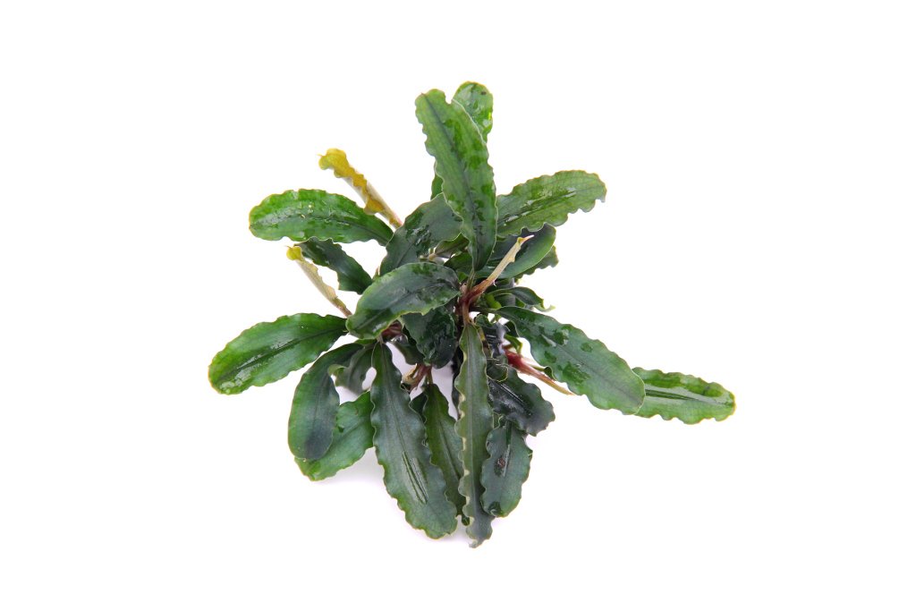 dennerle-plants-potted-plants-bucephalandra-pygmaea-bukit-kelam-pot image 3