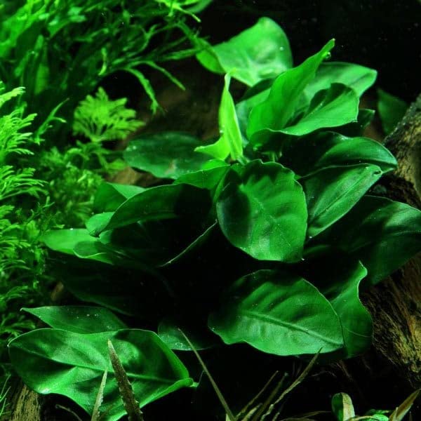 dennerle-anubia-nana-xxl-plante-aquarium-en-pot image 3