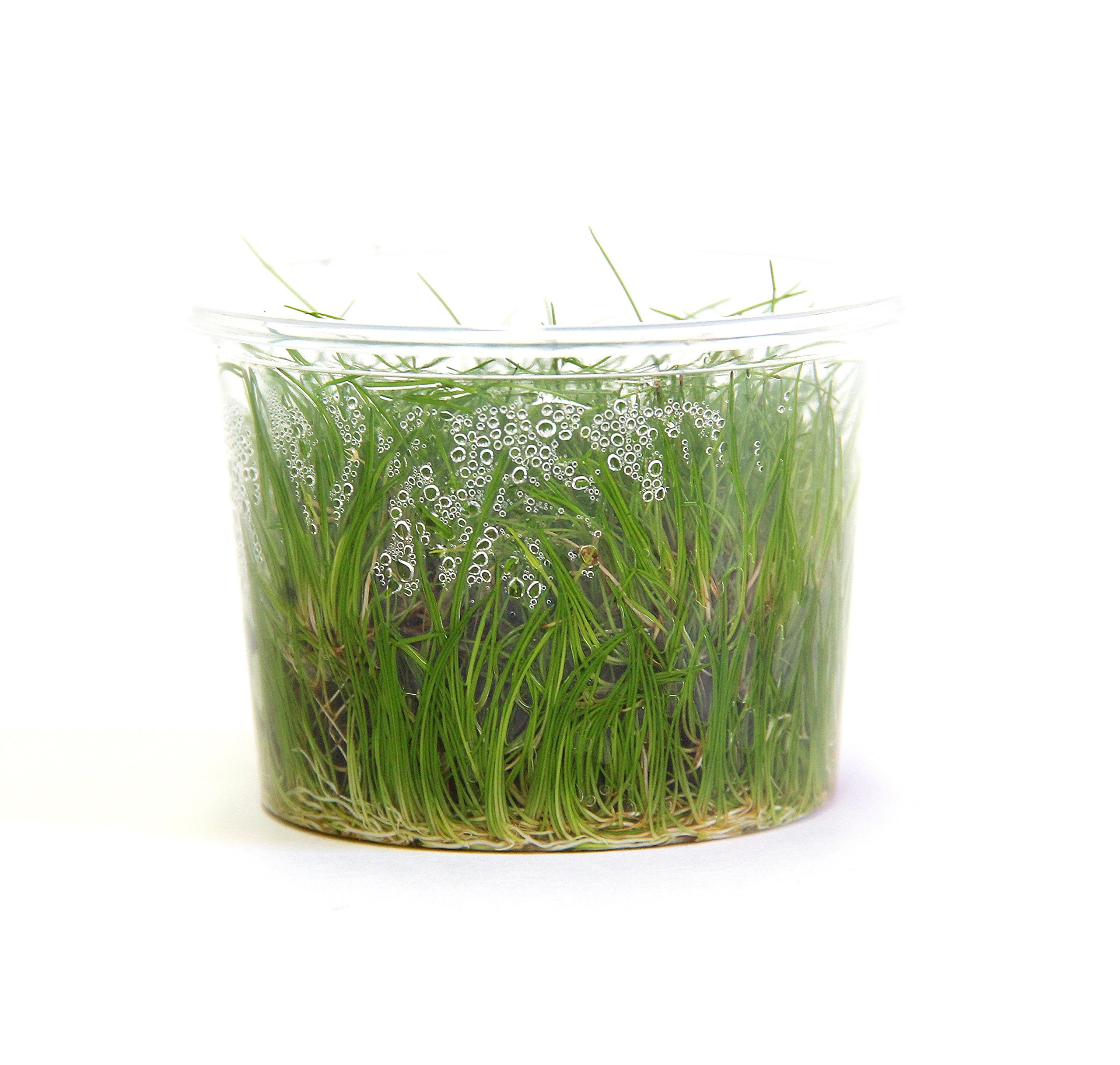 dennerle-plant-it-l-ocharis-nain-plante-aquarium-in-vitro image 3