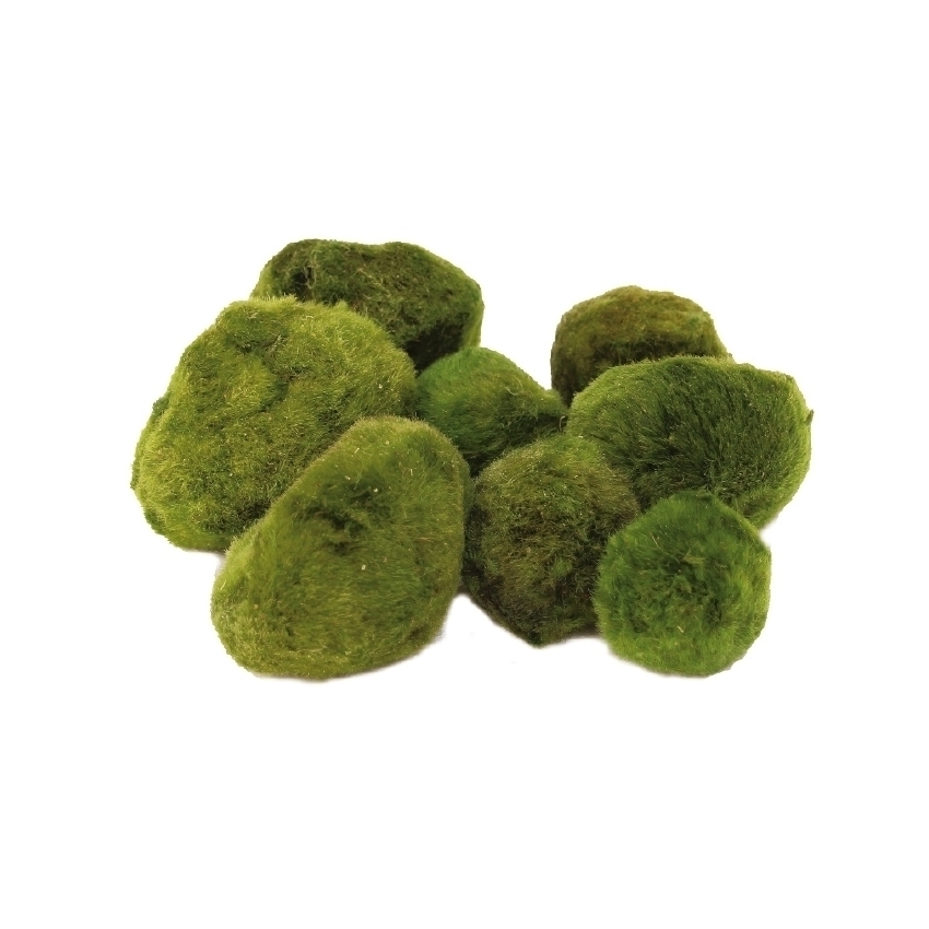 amtra-frost-cladophora-plante-aquarium-boule-verte image 1