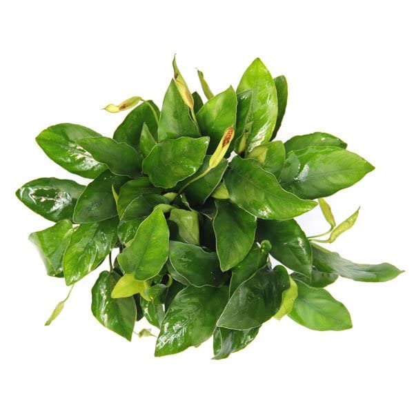 dennerle-anubia-nana-xxl-plante-aquarium-en-pot image 2