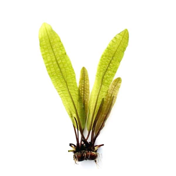 dennerle-aponogeton-boivinianus-bulbe-plante-aquarium image 2