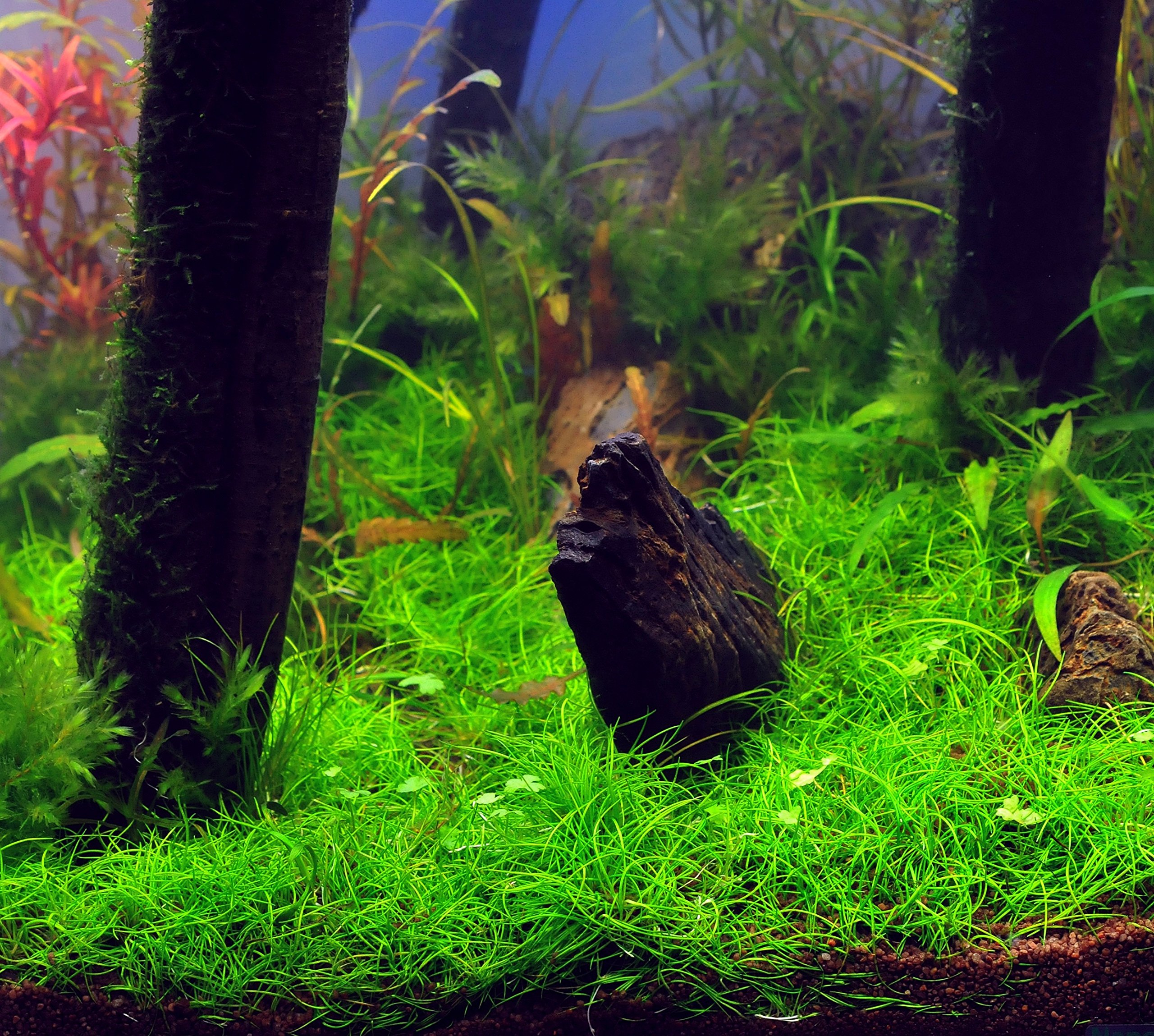 dennerle-plant-it-l-ocharis-nain-plante-aquarium-in-vitro image 2