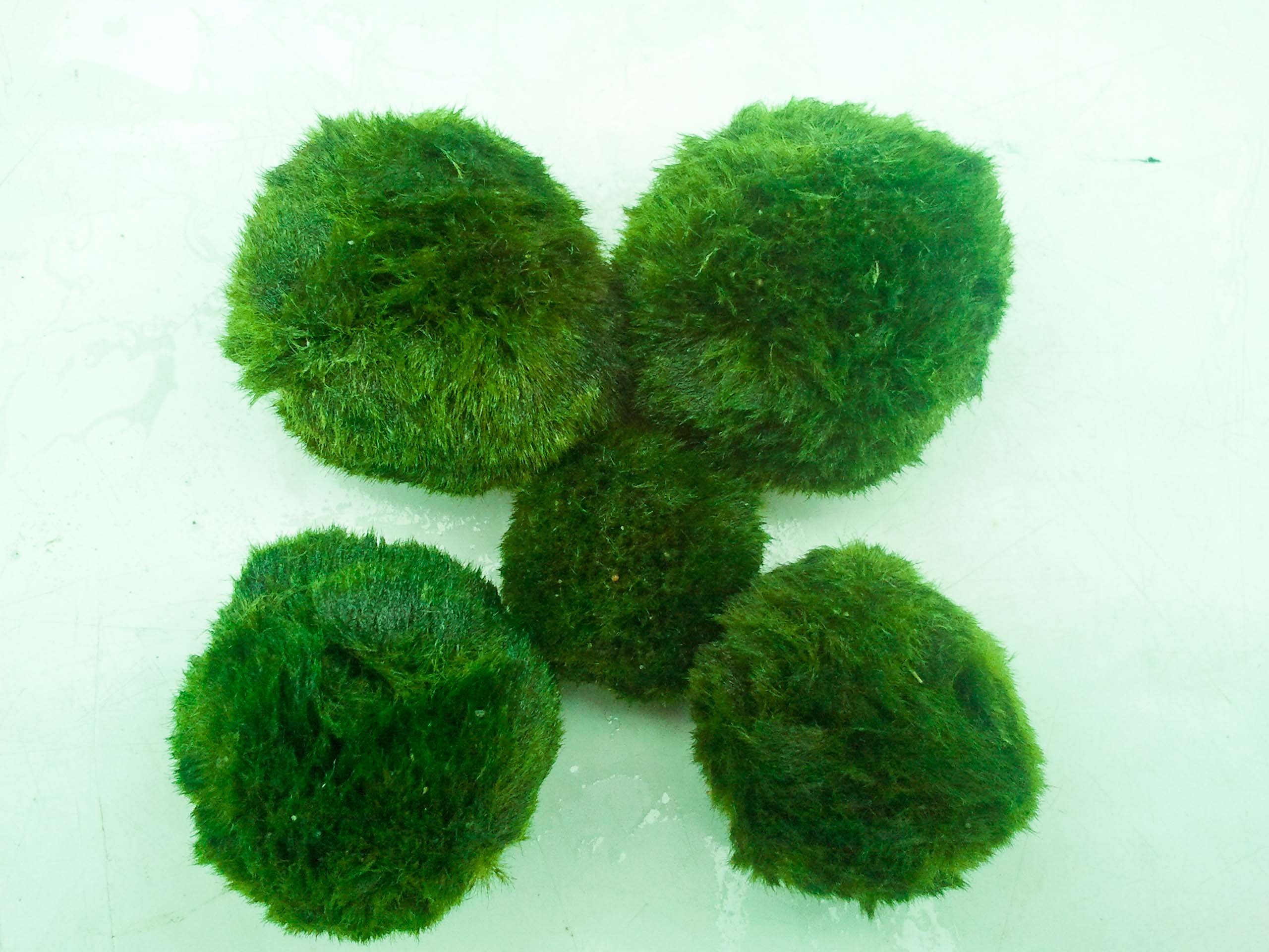 dennerle-moss-ball-boule-mousse-aquarium-5-7cm-naturelle image 1