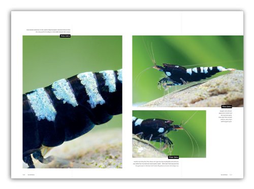 dennerle-plants-breeders-keepers-magazine-crevettes-vol-1 image 8