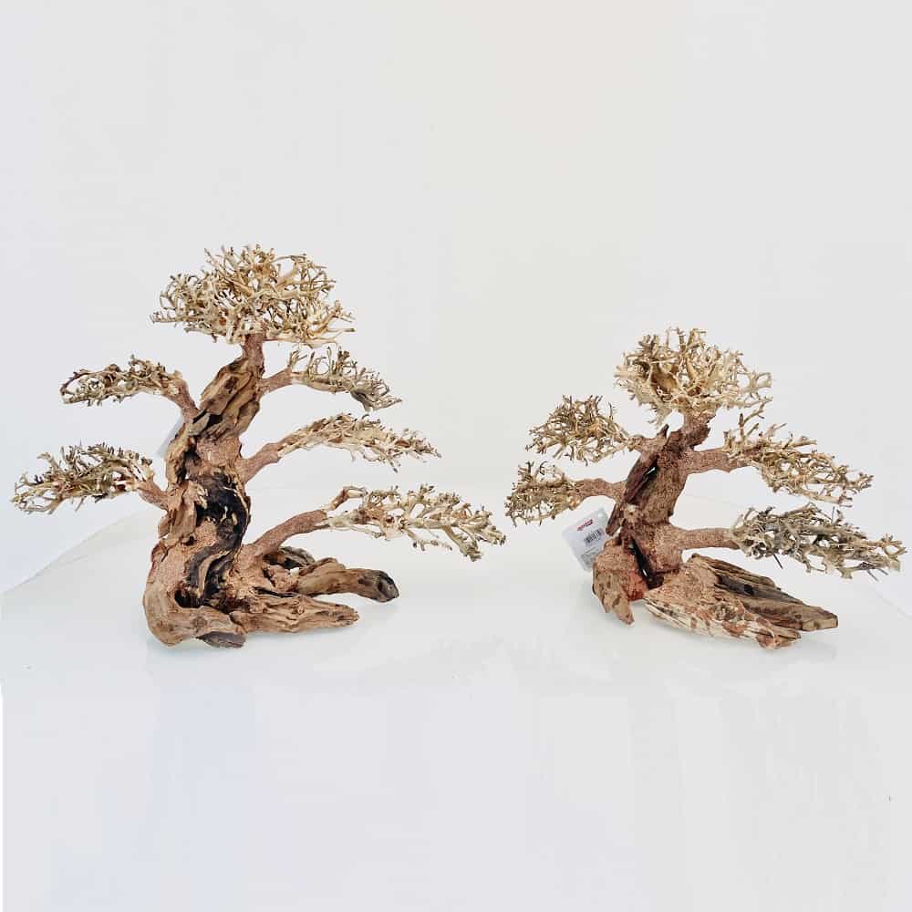 amtra-oriental-wind-4-racine-aquarium-aquascaping image 4