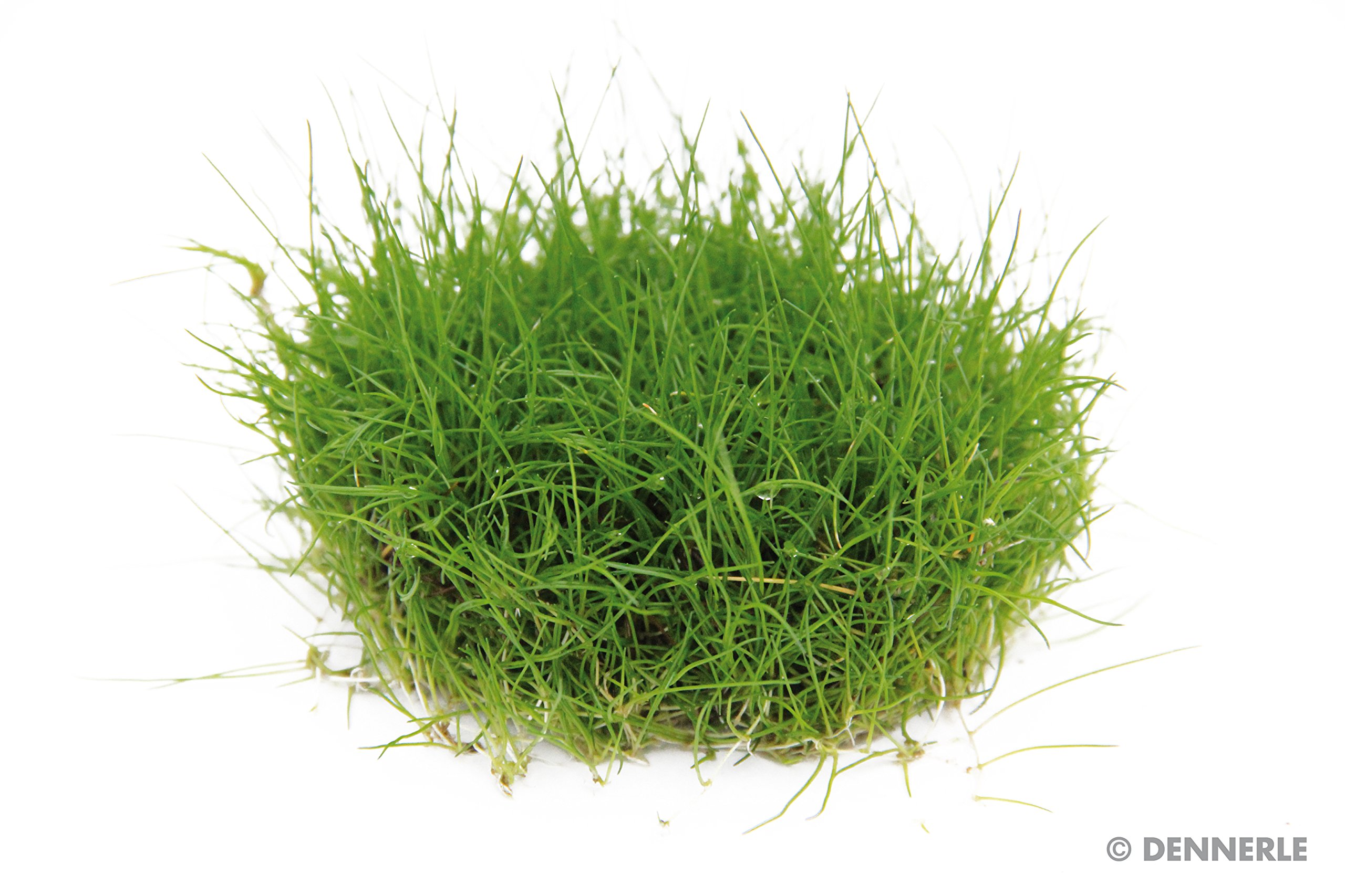 dennerle-plant-it-l-ocharis-nain-plante-aquarium-in-vitro image 4